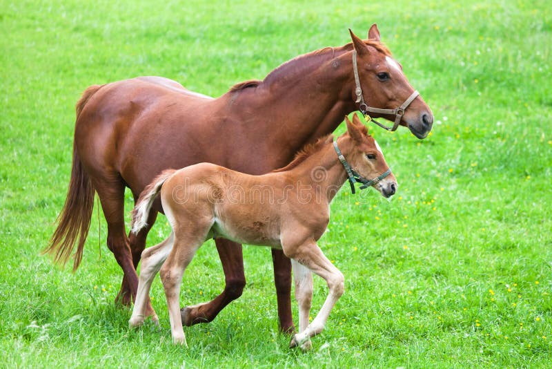 Horse mother and child stock images