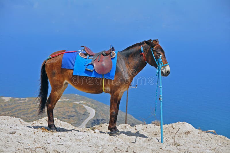 Horse on a mountain in greece