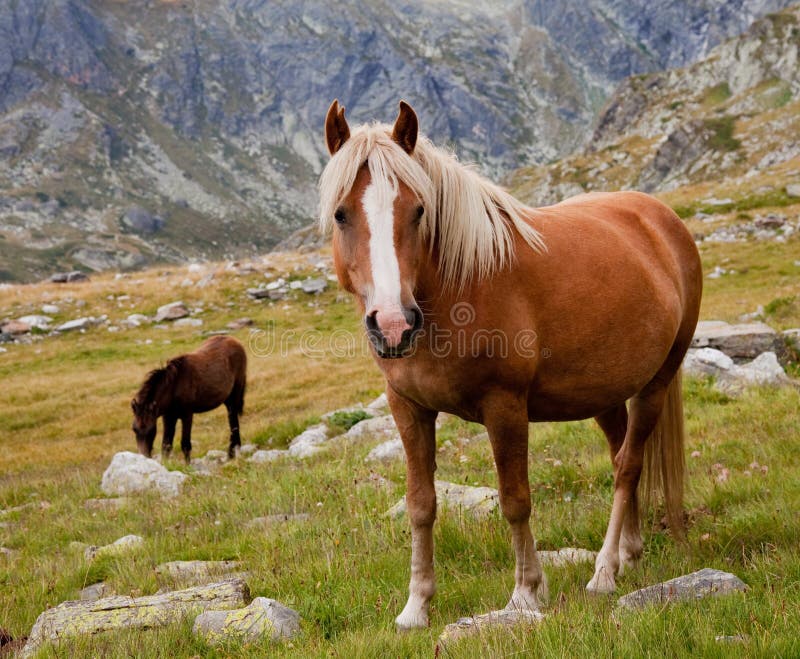 Horse in the mountains