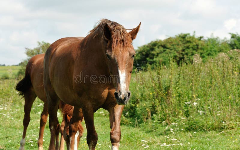 Horse on  a pasture. Portrait of a horse, brown horse