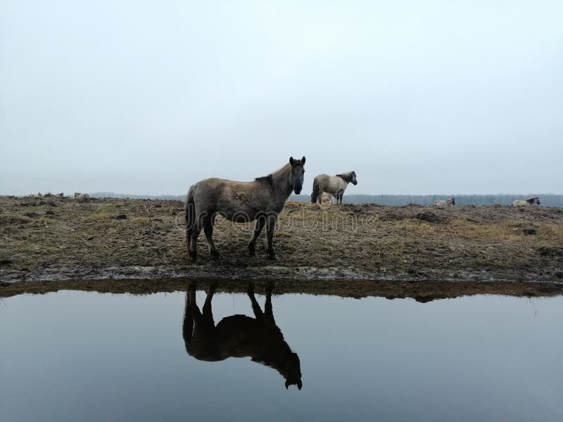 Horse near water in morning royalty free stock photos Horse near water in morning royalty free stock photos