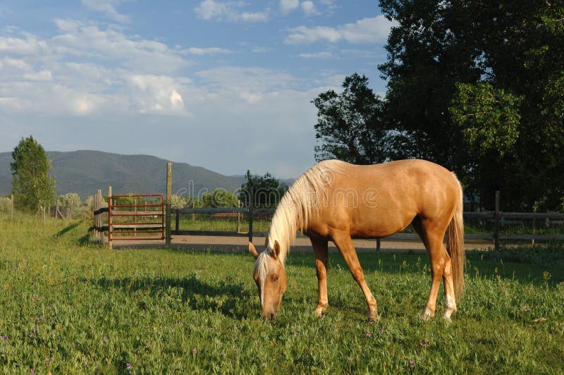 Horse in New Mexico Pasture