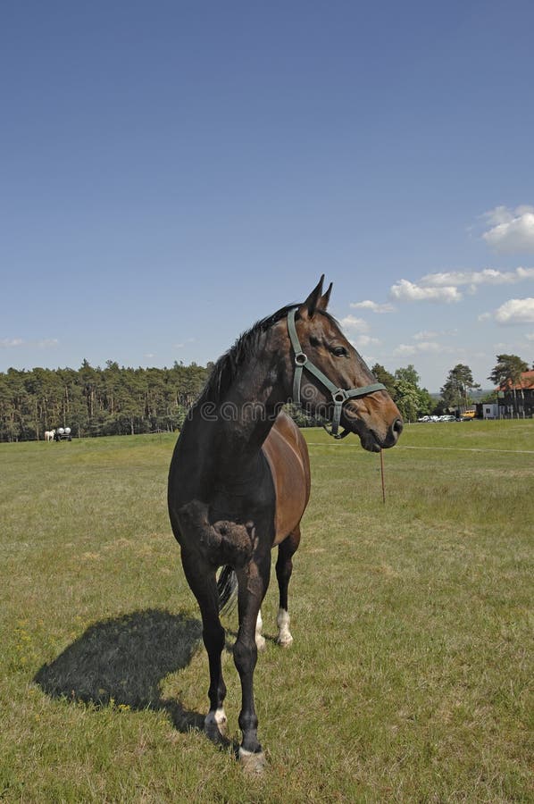 Horse on the paddock