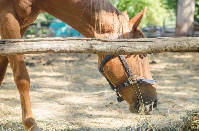 The horse in the paddock stock photo. Image of equine 95793560