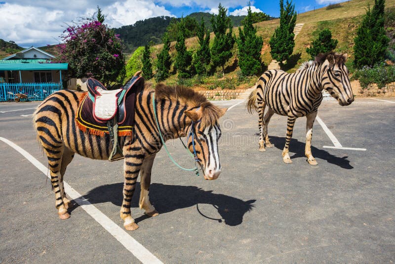 Horse are Painted Like a Zebra in Vietnam. Stock Image Image of horse