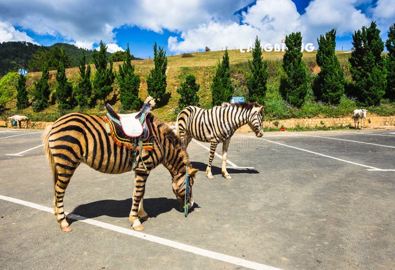 Horse are Painted Like a Zebra in Vietnam. Stock Photo Image of asia
