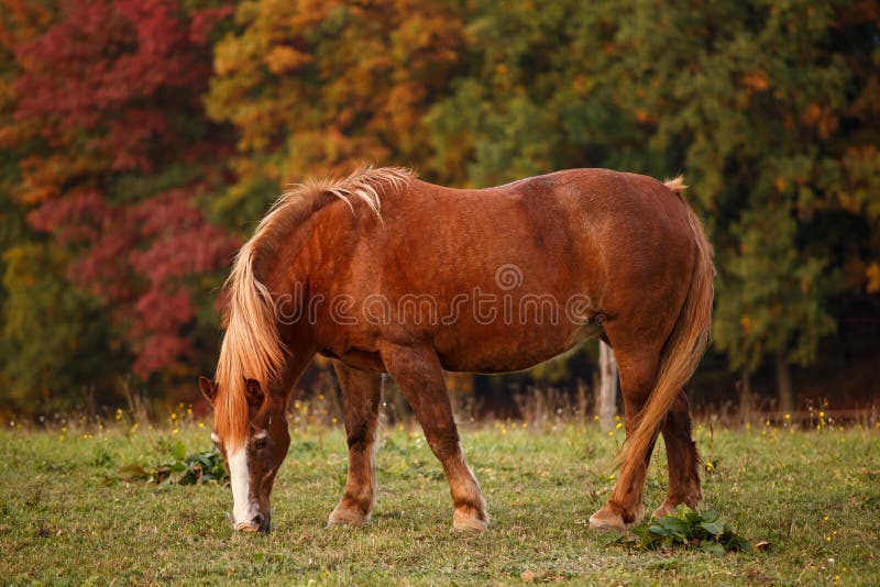 Horse on pasture and autumnal landscape