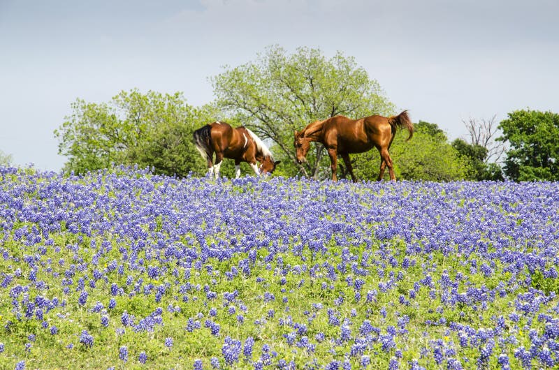Horse on Pasture - Blue Bonnets