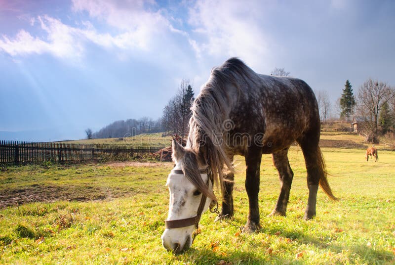 Horse on pasture in evening glow stock photography