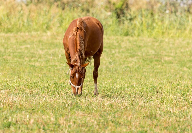 A horse in a pasture in nature