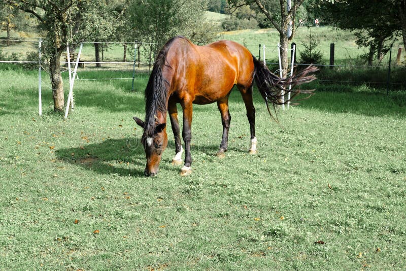 Horse, Pasture, Tree, Grass Picture. Image 113062933