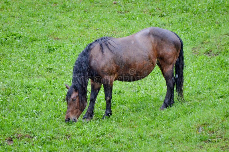 Horse in pasturing and eating grass in the rain