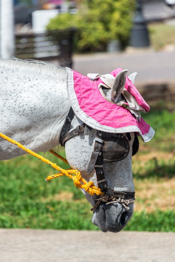 Horse and Pink Hat stock photo. Image of horse, coach 91018420