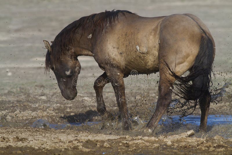 Horse Play