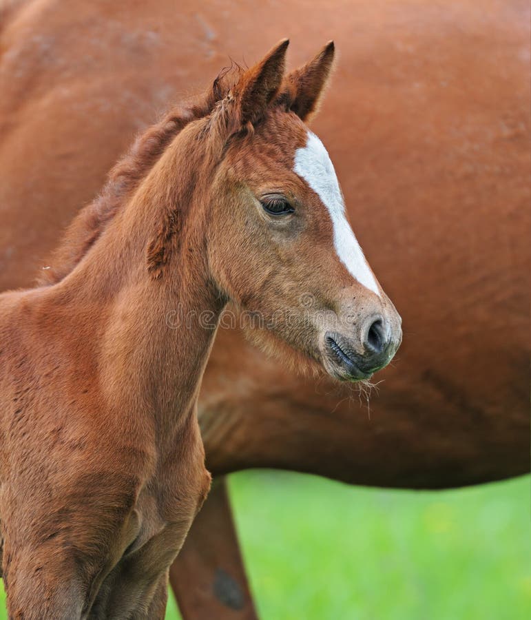 Horse, Playful kid of Horse, Foal on a lawn