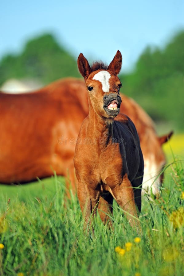 Horse, Playful kid of Horse, Foal on a lawn