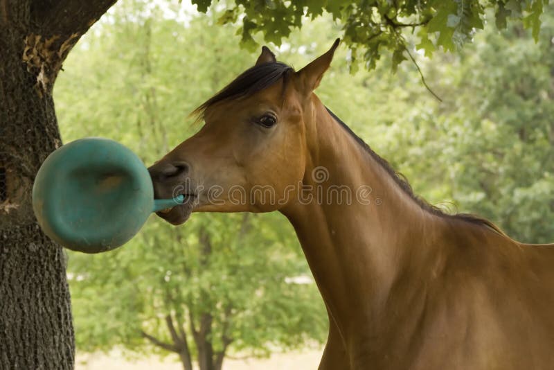 Horse playing with ball