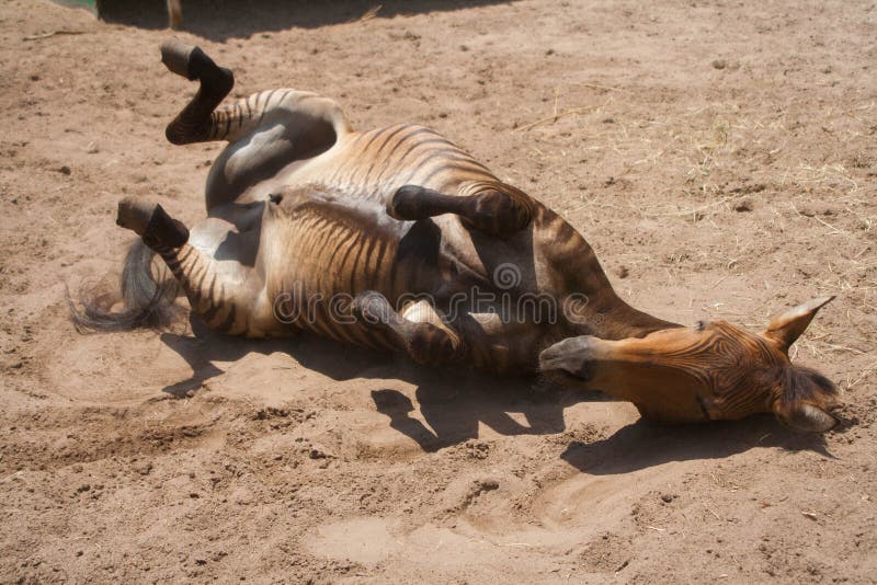 Horse playing, hybrid between zebra and a kind of domestic horse stock images