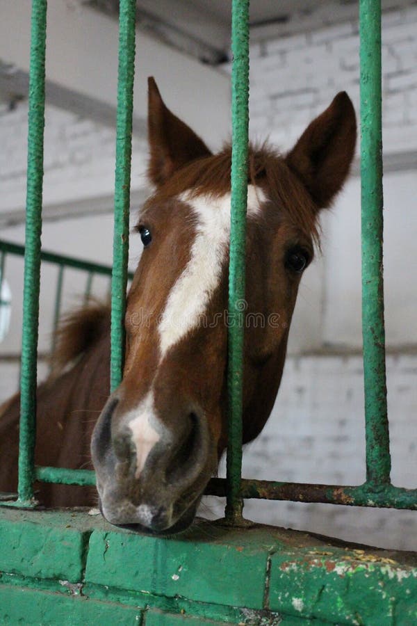 The Horse Poked Its Head through the Bars of the Cage in the Stable Pen Stock Image Image of