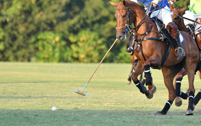 Horse polo stock image Horse polo stock image