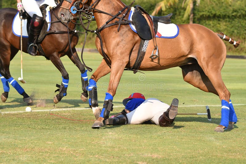 Horse Polo Player is a Accident in Match Stock Photo Image of mallet