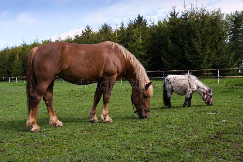 Horse and pony stock image. Image of brown, countryside 14657631