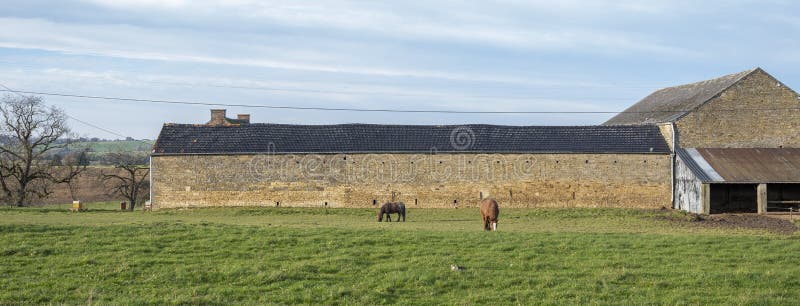 pony and horse near old brick farm in belgian ardennes near namur in the fall under blue autumn sky. pony and horse near old brick farm in belgian ardennes near namur in the fall under blue autumn sky