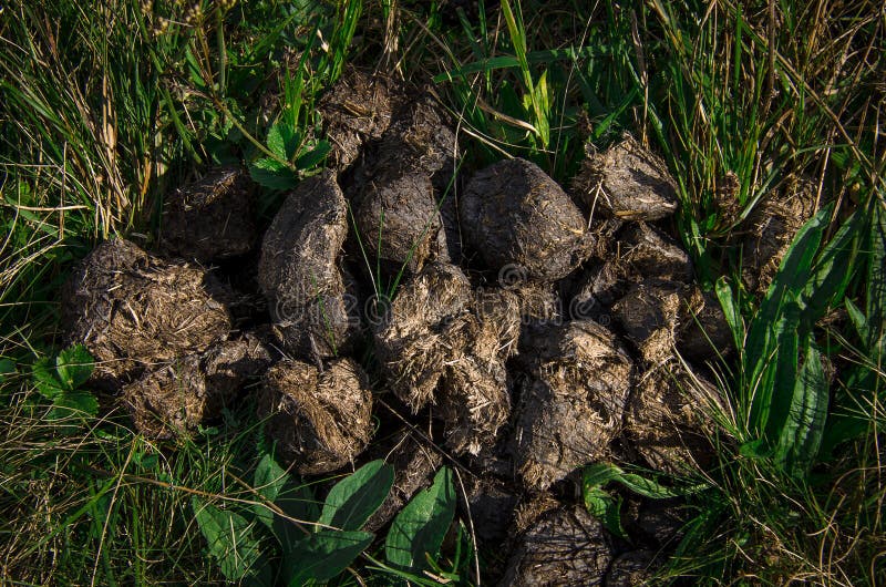 Horse poop on the grass in the summer field. Horse excrement