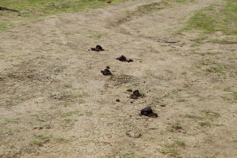 Horse Poop on Green Grass. Horse Manure in Meadow Stock Image Image
