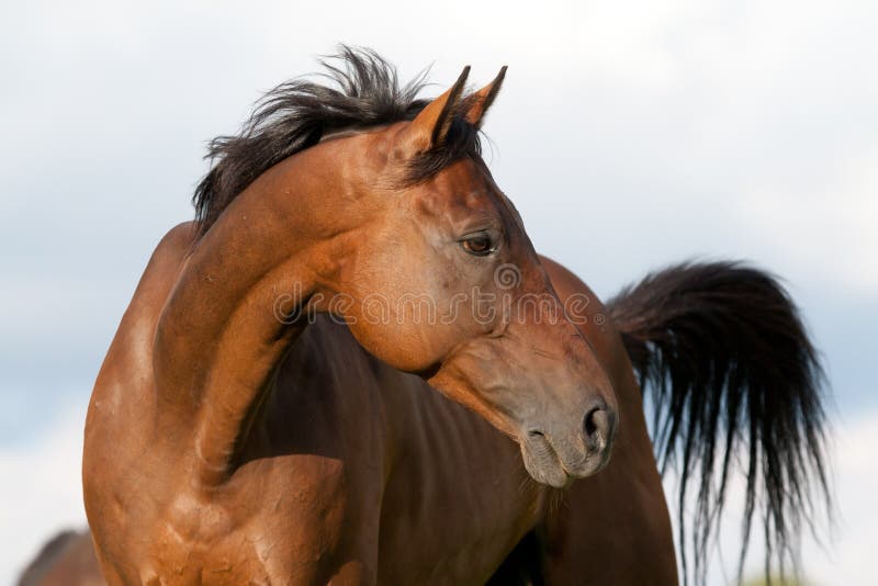 Horse portrait