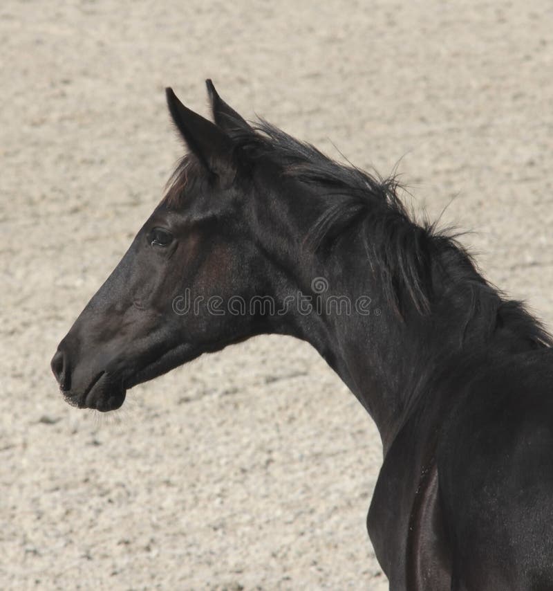 345 Sideways Horse Stock Photos Free & RoyaltyFree Stock Photos from