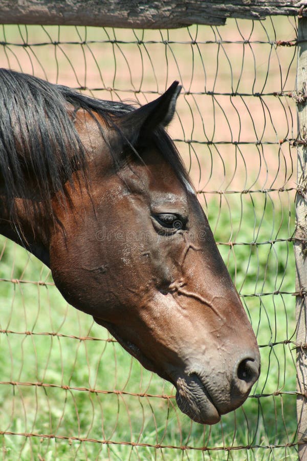 Horse Portrait Picture. Image 3007690