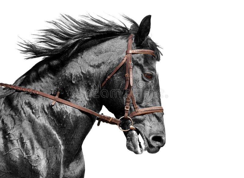 Horse portrait in black and white in the brown bridle