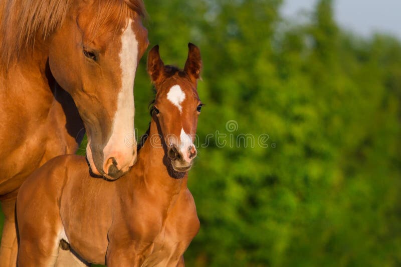 Horse portrait with foal