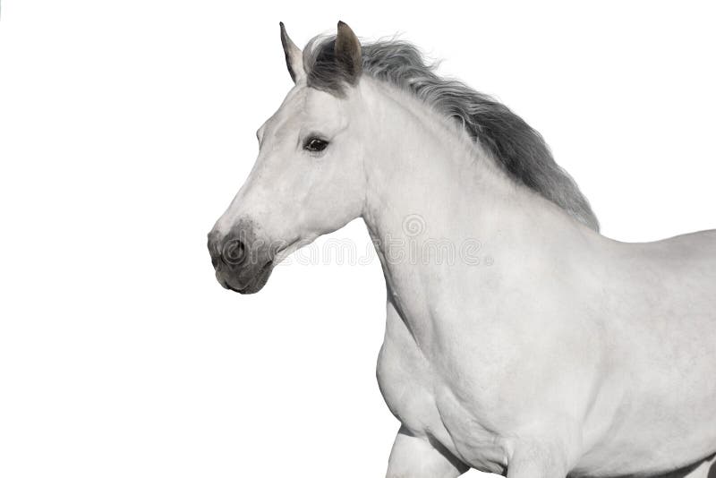 White horses stock photo. Image of beautiful, noble, horse 49272644