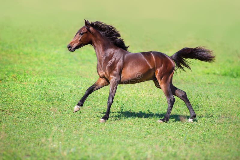 Horse Portrait In Motion Stock Photo Image Of Gallop 251976520