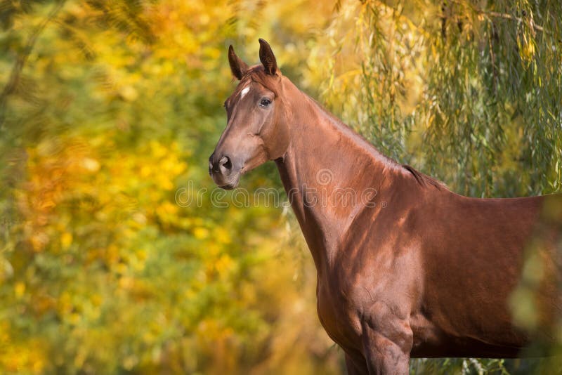 Horse portrait outdoor