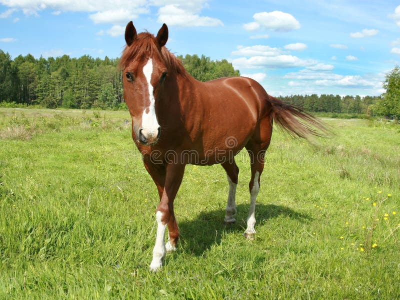 Horse portrait on a pasture