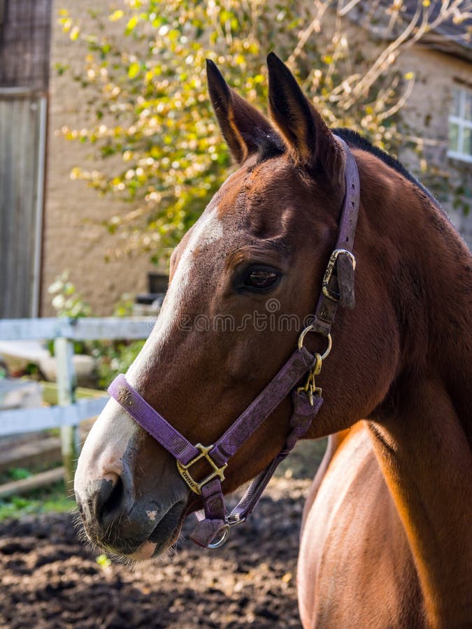 Horse Portrait, Profile, Brown Horse with White Stripe royalty free stock photography Horse Portrait, Profile, Brown Horse with White Stripe royalty free stock photography