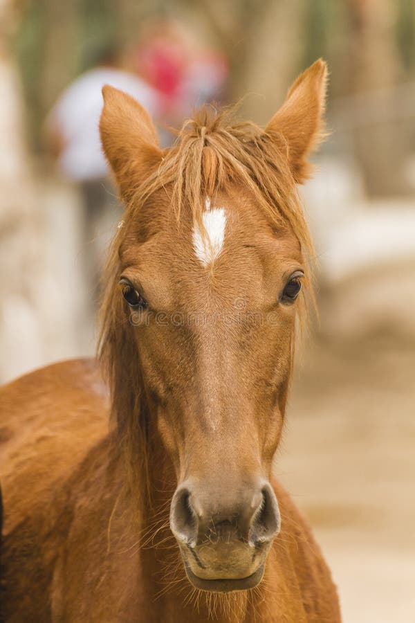 Un caballo retrato jardín zoológico de, Argelia.
