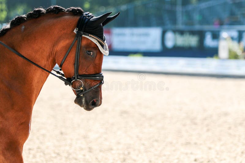 A horse in portraits at a tournament shows relaxed and chews out of hand. A horse in portraits at a tournament shows relaxed and chews out of hand