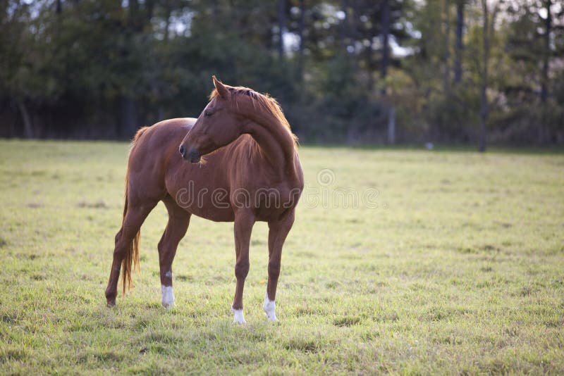 Horse pose stock image. Image of colors, horses, animal 11394737