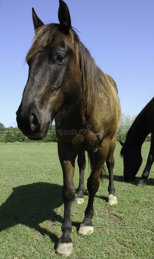 Horse Pose Royalty Free Stock Images Image 6213199