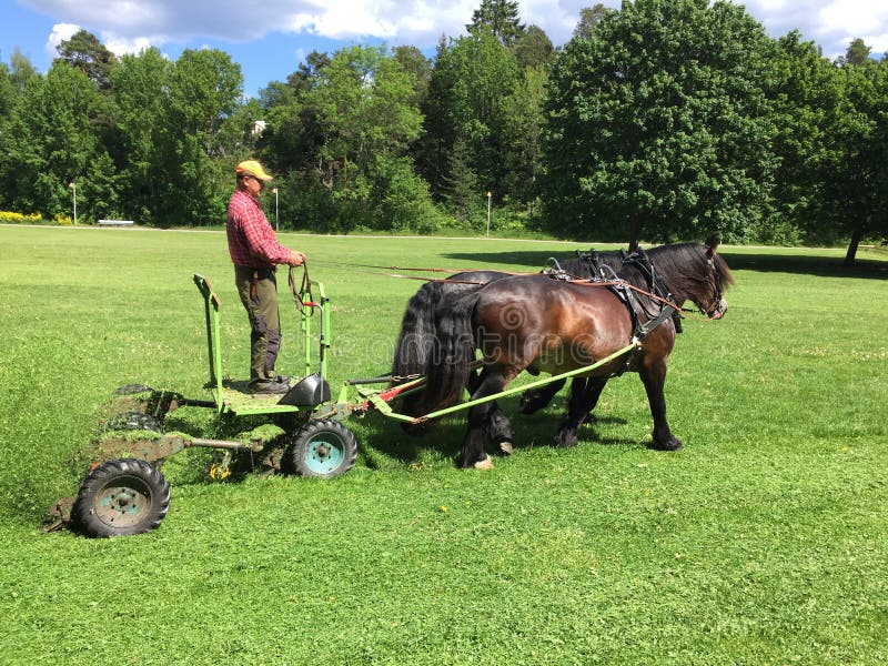 Cutting Horse Show editorial stock photo. Image of ride 26966653