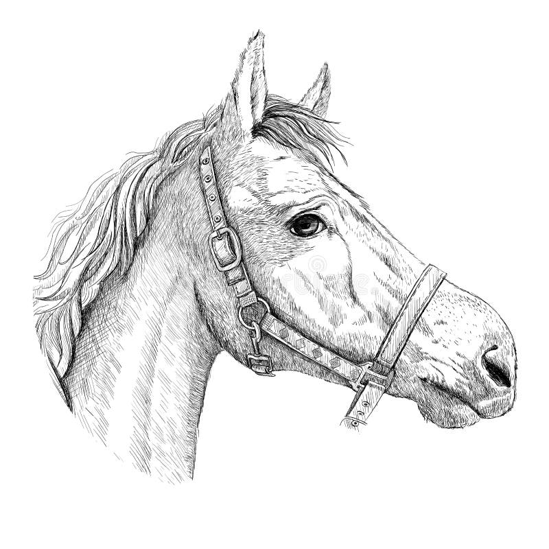 horse profile portrait sketch graphic horse profile portrait sketch hand drawn ink graphic vector illustration 257797286