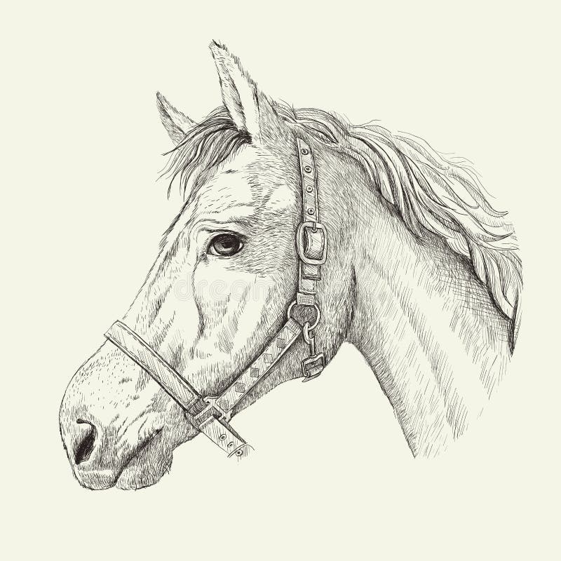 Freehand horse head pencil drawing Stock Illustration by ©maxtor7777  #83797260