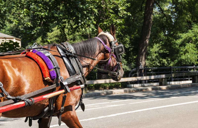 Horse Pulling Carriage in Central Park Stock Image Image of street