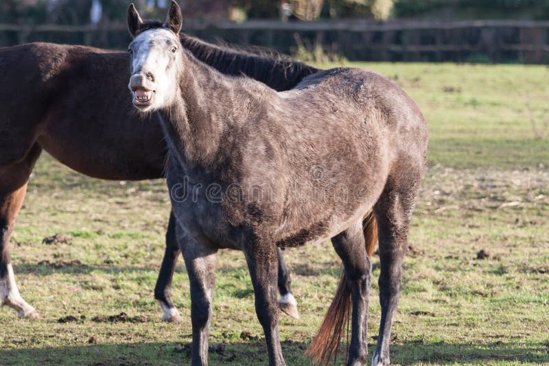 Horse Pulling Funny Face Stock Photos Free & RoyaltyFree Stock