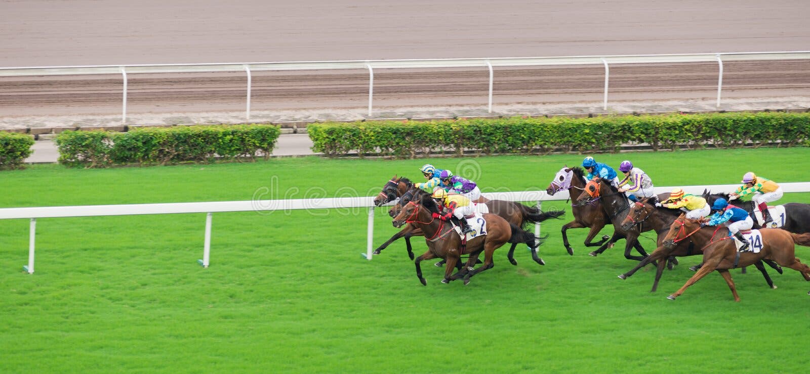 Race Horse Competition editorial stock photo. Image of trotters 44110773