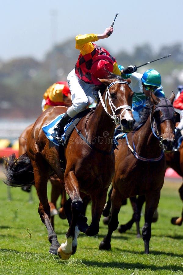 A pack of race horse charging to the line during a race meeting. A pack of race horse charging to the line during a race meeting.